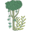 jungle