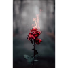 Rose de feu