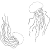 MédusesDanse