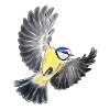 Great tit