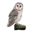 owl