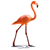 flamingo