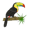 Toucan
