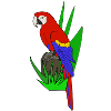 parrot