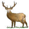 Hirsch