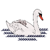 Swan with cubs