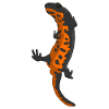 Firebellied Newt
