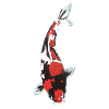 Koi Carp Design