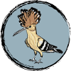 Hoopoe / Hoopoe Bird Design