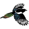 Magpie / Magpie Design 2