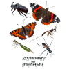 Insects - Insects with text