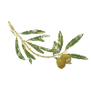 Olive branch