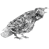 Corbeau