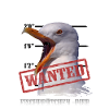 Thieves seagull