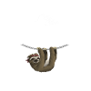 Climbing freeclimber sloth