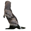 Lontra Lontra Lontra Lontra Lontra Lontra