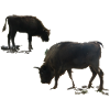 Bison with young animal