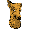 Lévrier Whippet