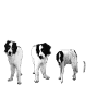 Landseer-Hund--Geschenkidee