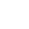Insects