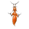 abhängendes Eichhörnchen Knopfauge Chiller Eichi