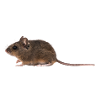 A mouse