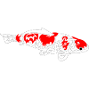 koi carp