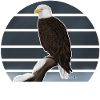 Bald eagle bird illustration