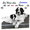 Dog Landseer gift idea