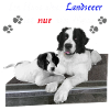 Hund-Landseer-Geschenkidee
