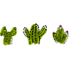 Cactus Family / Cacti