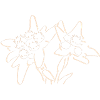 edelweis