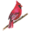 Red cardinal