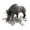 Wildschwein 2