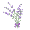 Bouquet of lavender