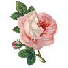 Pink Rose! Gift Idea