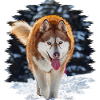 Husky