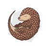 Pangolin sleepy pangolin cute animal