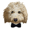 Sir Labradoodle