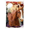 cheval