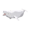 Beluga whale, gift, gift idea