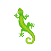 gecko