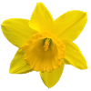 Daffodil 2018