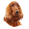 Irish Setter Red