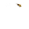 Heartbeat bee bees
