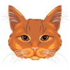 Ginger cat head