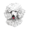 Pudel Königspudel Hund Hunderasse