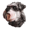 Schnauzer giant schnauzer dog