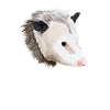 Opossum