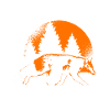 Fox in the forest